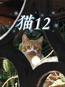 猫爷